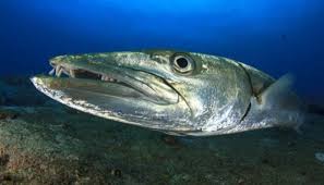 Image result for Dive Barracuda