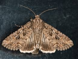 Attēlu rezultāti vaicājumam “Hadula trifolii”