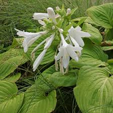 Attēlu rezultāti vaicājumam “Hosta sp. flower”