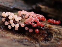 Attēlu rezultāti vaicājumam “Comatricha laxa macro”