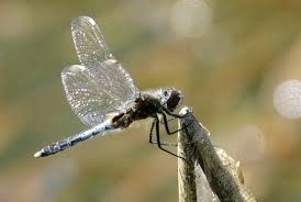 Attēlu rezultāti vaicājumam “Leucorrhinia”