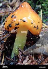 Attēlu rezultāti vaicājumam “Hygrocybe acutoconica”