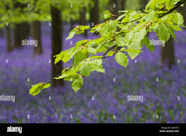 Attēlu rezultāti vaicājumam “Fagus sylvatica fo. purpurea male flower”
