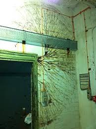 Attēlu rezultāti vaicājumam “Didymium serpula spores”