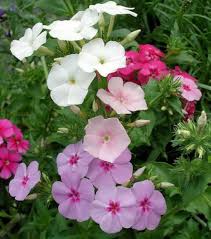 Image result for Phlox drummondii