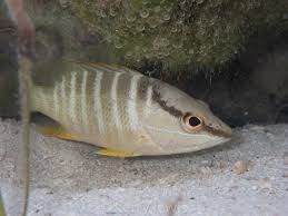 Image result for Lutjanus apodus