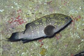 Image result for Epinephelus marginatus
