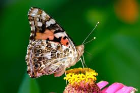 Attēlu rezultāti vaicājumam “Vanessa cardui underside”