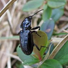 Attēlu rezultāti vaicājumam “Pterostichus aterrimus”