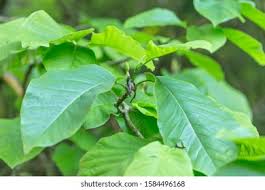 Attēlu rezultāti vaicājumam “Magnolia acuminata leaf”