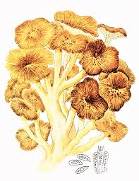 Attēlu rezultāti vaicājumam “Polyporus umbellatus”