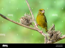 Attēlu rezultāti vaicājumam “Chloris chloris male”