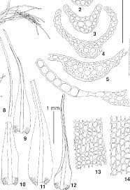 Attēlu rezultāti vaicājumam “Dicranum viride”