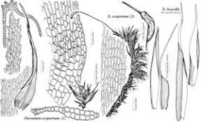Attēlu rezultāti vaicājumam “| Dicranum”