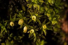 Attēlu rezultāti vaicājumam “Orthotrichum diaphanum sporophyte”