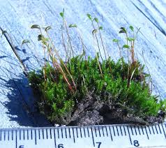 Attēlu rezultāti vaicājumam “Hygroamblystegium varium”