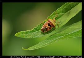 Attēlu rezultāti vaicājumam “Elasmucha grisea imago”