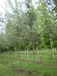 Attēlu rezultāti vaicājumam “Populus x canescens”