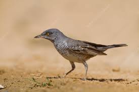 Attēlu rezultāti vaicājumam “Sylvia nisoria”