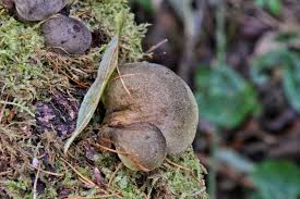 Attēlu rezultāti vaicājumam “Panellus serotinus”