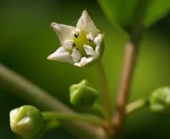Attēlu rezultāti vaicājumam “Frangula alnus bud”