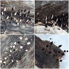 Attēlu rezultāti vaicājumam “Comatricha laxa spores”