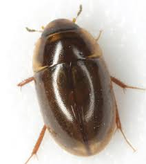 Attēlu rezultāti vaicājumam “Enochrus affinis”