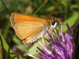 Attēlu rezultāti vaicājumam “Thymelicus lineola underside”