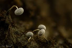 Attēlu rezultāti vaicājumam “Oligonema favogineum spores”