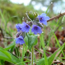 Image result for Pulmonaria officinalis