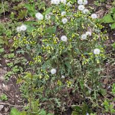 Attēlu rezultāti vaicājumam “Senecio vulgaris leaf”