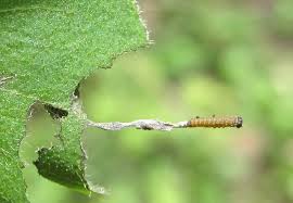Attēlu rezultāti vaicājumam “Limenitis camilla underside”
