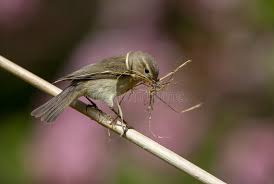 Attēlu rezultāti vaicājumam “Phylloscopus collybita adult”