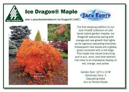 Attēlu rezultāti vaicājumam “Acer pseudosieboldianum”