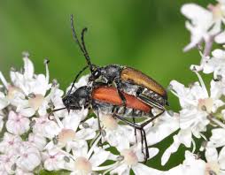 Attēlu rezultāti vaicājumam “Anastrangalia sanguinolenta”