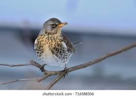 Attēlu rezultāti vaicājumam “Turdus pilaris”