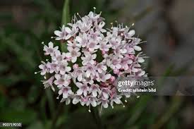 Image result for Baldrian