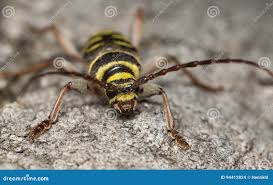 Attēlu rezultāti vaicājumam “Plagionotus detritus imago”