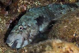 Image result for Sparisoma frondosum