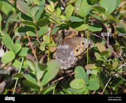 Attēlu rezultāti vaicājumam “Oeneis jutta”