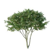 Attēlu rezultāti vaicājumam “Crataegus persimilis fruit”