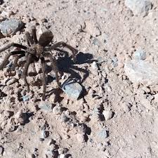 Attēlu rezultāti vaicājumam “Aphodius subterraneus imago”