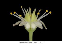 Attēlu rezultāti vaicājumam “Hylotelephium maximum flower”