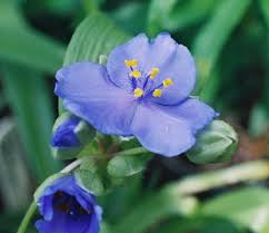 Attēlu rezultāti vaicājumam “Tradescantia virginiana flower”