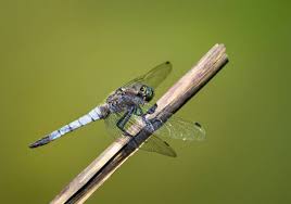 Attēlu rezultāti vaicājumam “Orthetrum cancellatum male”