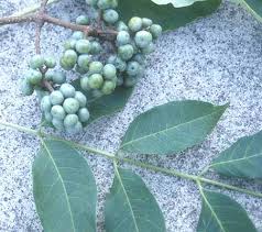 Attēlu rezultāti vaicājumam “Phellodendron amurense leaf”