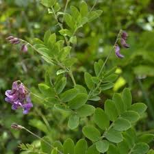 Attēlu rezultāti vaicājumam “Lathyrus niger leaf”