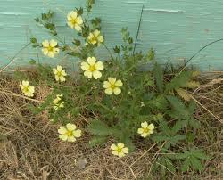 Attēlu rezultāti vaicājumam “Potentilla erecta fruit”