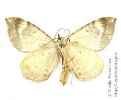 Attēlu rezultāti vaicājumam “Eulithis pyropata”