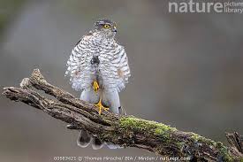 Attēlu rezultāti vaicājumam “Accipiter nisus”